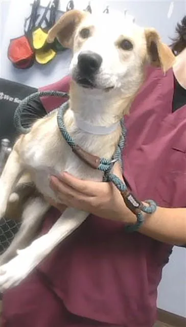 A young large-sized female Labrador Retriever dog named Candy for adoption in Phoenix, AZ
