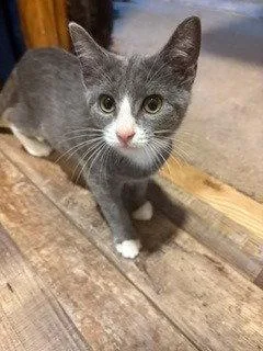 A baby small-sized female Domestic Short Hair cat named Jane for adoption in Battle Ground, WA