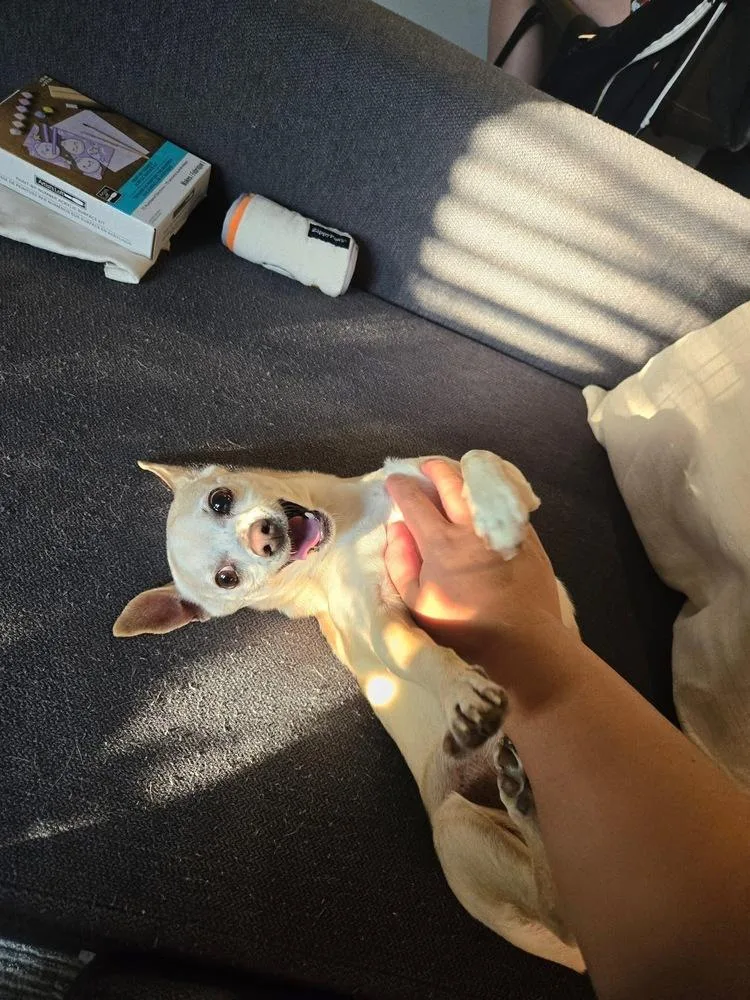 A senior small-sized male Chihuahua dog named Diamond Aka Chico for adoption in Dallas, TX