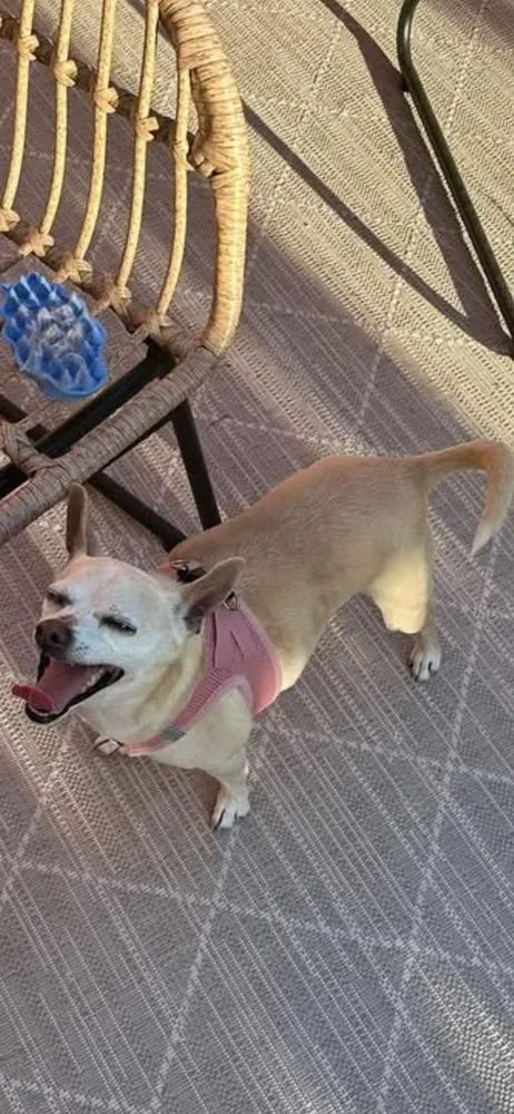 Diamond Aka Chico thumbnail 2