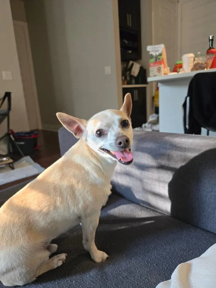 Diamond Aka Chico thumbnail 3