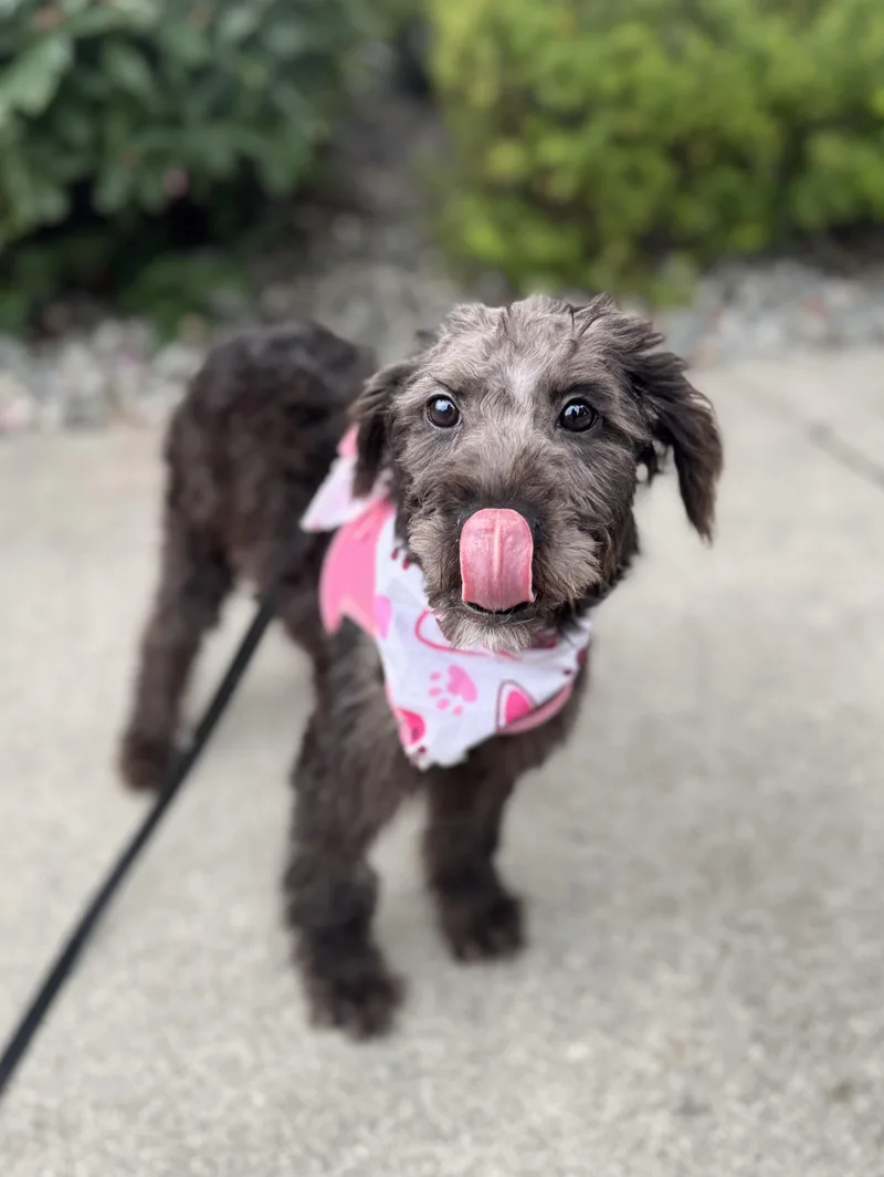 A baby small-sized female Gray / Blue / Silver Miniature Schnauzer dog named Ganache for adoption in lynnwood , WA