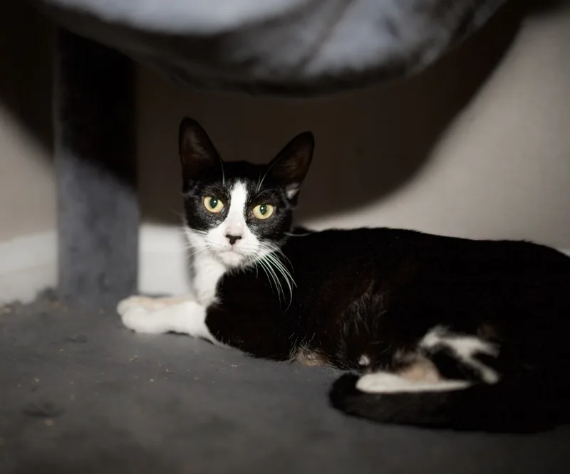 A young medium-sized female Black & White / Tuxedo Domestic Short Hair cat named Anjali for adoption in Mira Loma, CA