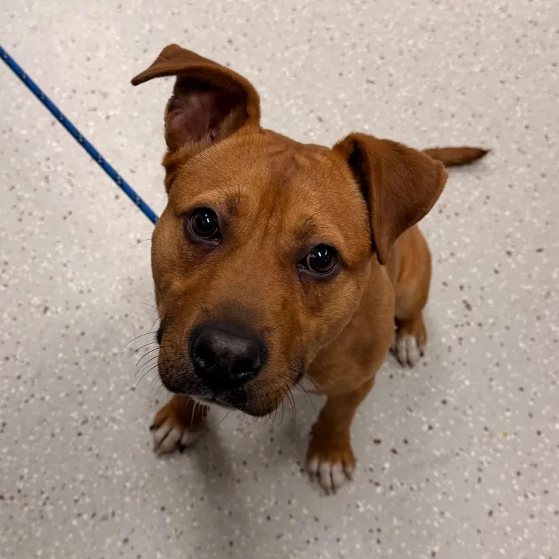 A young medium-sized male Yellow / Tan / Blond / Fawn Mixed Breed dog named Rj for adoption in Indianapolis, IN