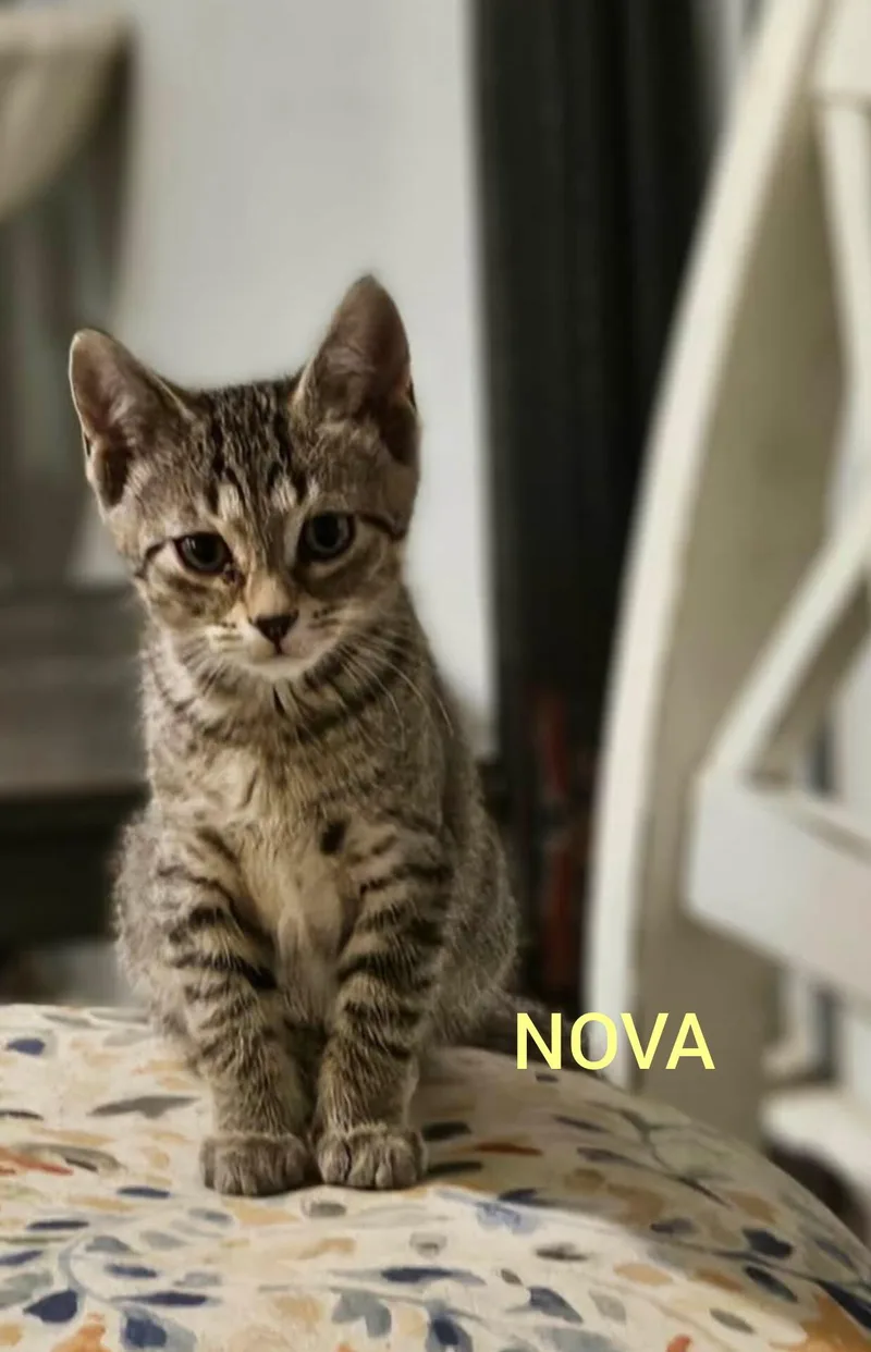 A baby small-sized female Tabby (Gray / Blue / Silver) Tabby cat named Nova for adoption in Shrewsbury, MA