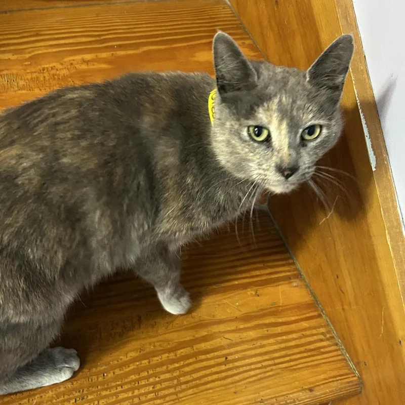 An adult large-sized female Tortoiseshell Domestic Short Hair cat named Oreo for adoption in Brimfield, MA