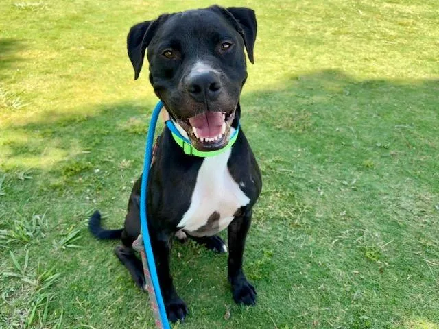 An adult large-sized male Pit Bull Terrier dog named Duran Aka Mickey for adoption in Tucson, AZ