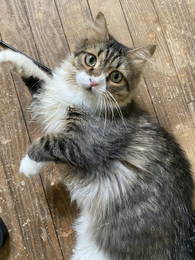A young medium-sized male Tabby (Buff / Tan / Fawn) Persian cat named Tigora for adoption in Middletown, DE