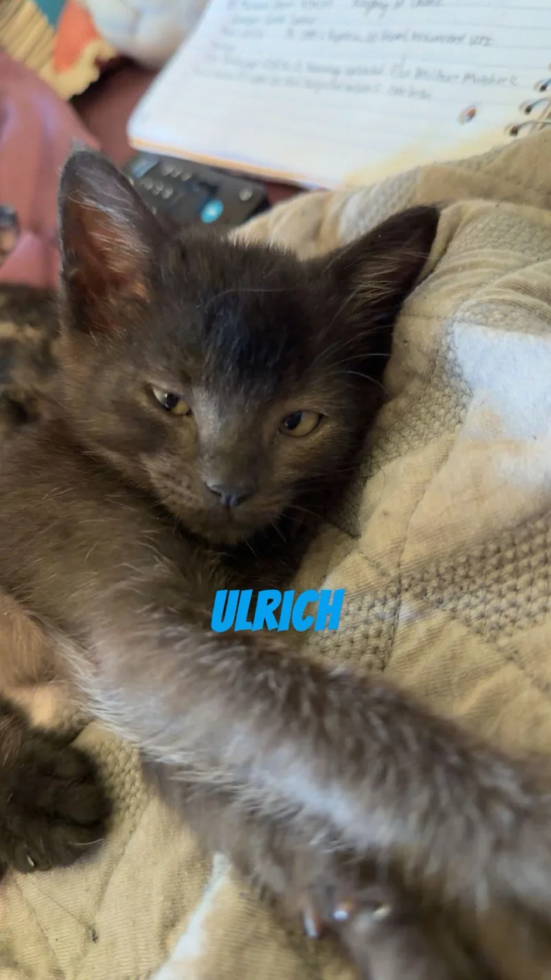 A baby small-sized male Domestic Short Hair cat named Ulrich for adoption in Kirksville, MO
