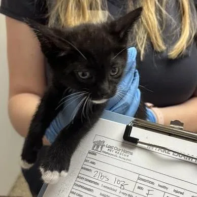A baby small-sized female Black Domestic Short Hair cat named Delilah for adoption in Tempe, AZ