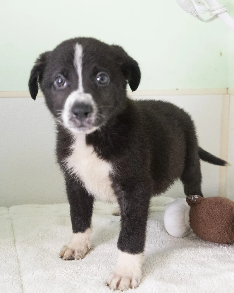 A baby medium-sized male Black Border Collie dog named Tristin for adoption in Bedford, IN