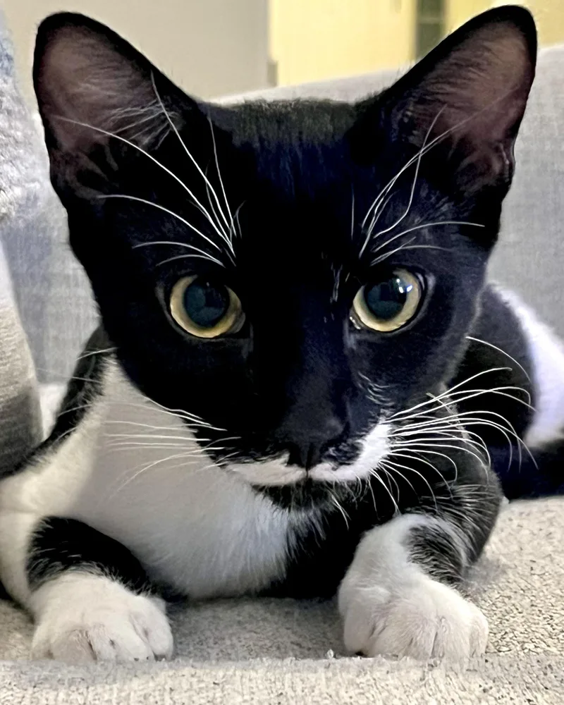 A young small-sized female Black & White / Tuxedo Tuxedo cat named Monsoon for adoption in Phoenix, AZ