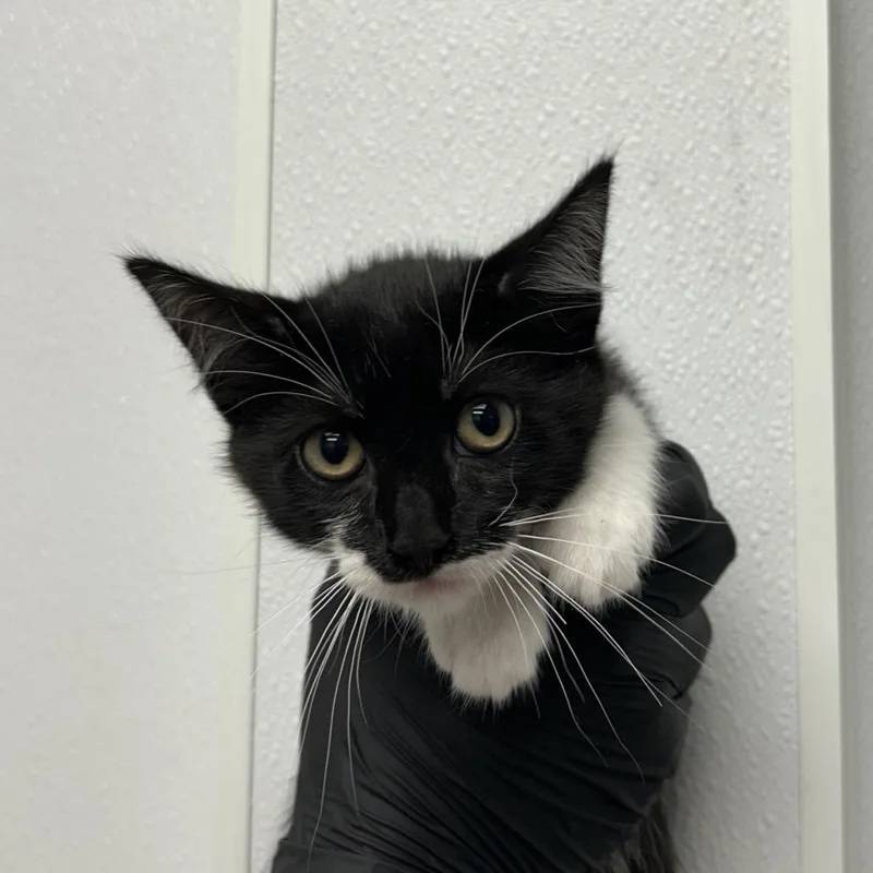 A baby small-sized female Black Domestic Short Hair cat named Shrimp Alfredo for adoption in Abilene, TX