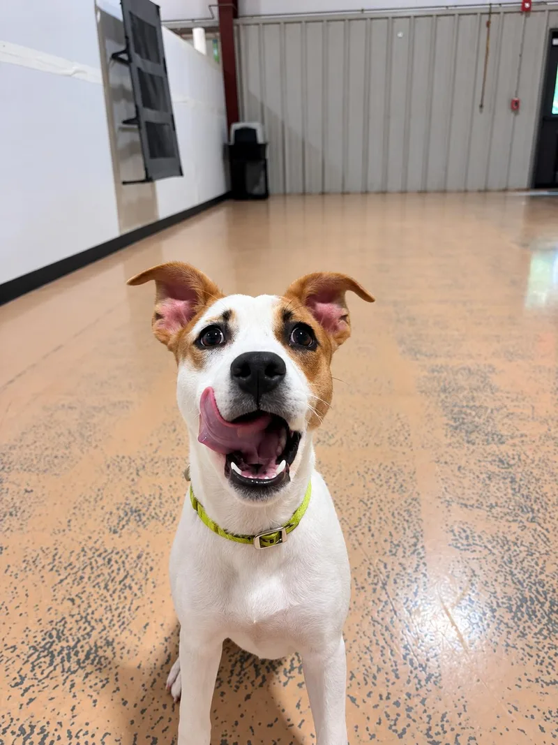 A baby medium-sized female Pit Bull Terrier dog named Amanda for adoption in Pembroke, MA
