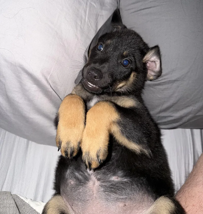 A baby large-sized female Brown / Chocolate German Shepherd Dog dog named Daphne for adoption in Bryan, TX