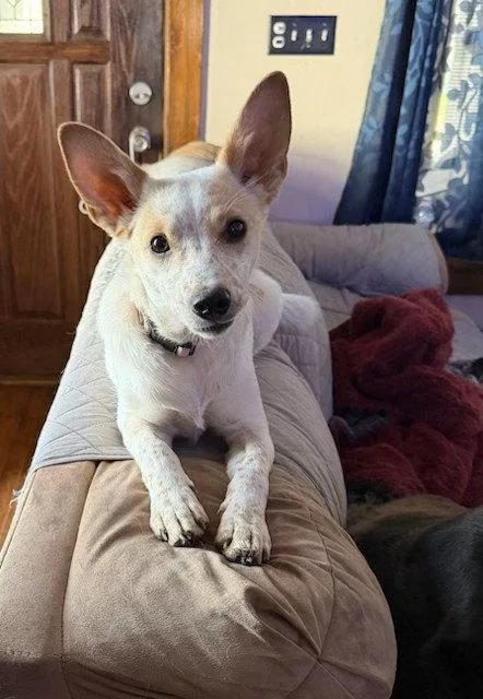 A baby medium-sized female Australian Cattle Dog / Blue Heeler dog named Cupid for adoption in North Prairie, WI
