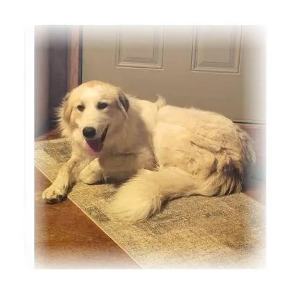 Teddi