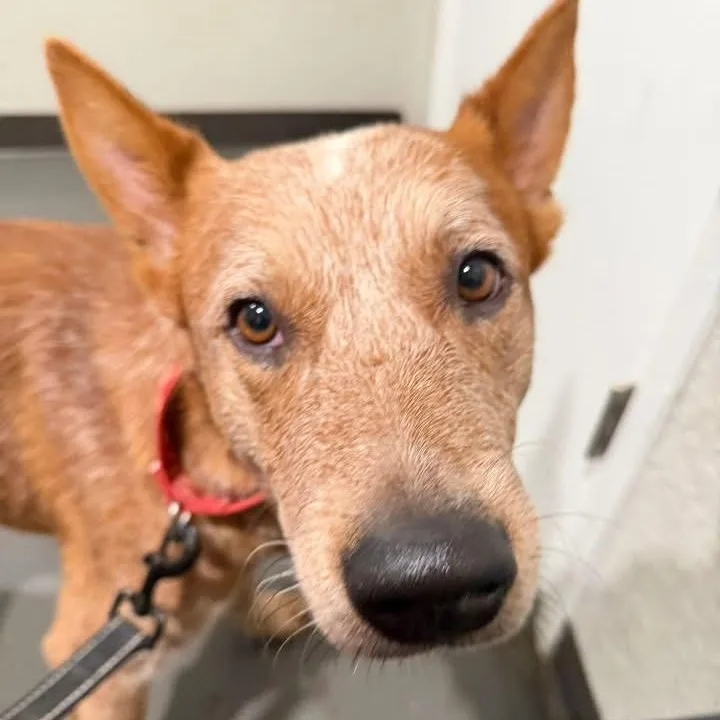 A young medium-sized male Merle (Red) Cattle Dog dog named Blake for adoption in Moyock, NC