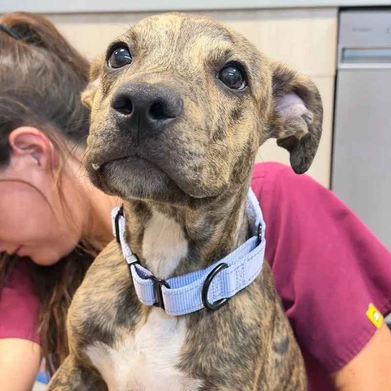 A baby medium-sized male Brindle Mixed Breed dog named Strider for adoption in Englewood, FL