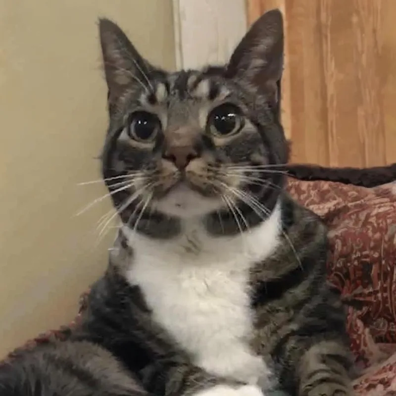 Theodore thumbnail 2