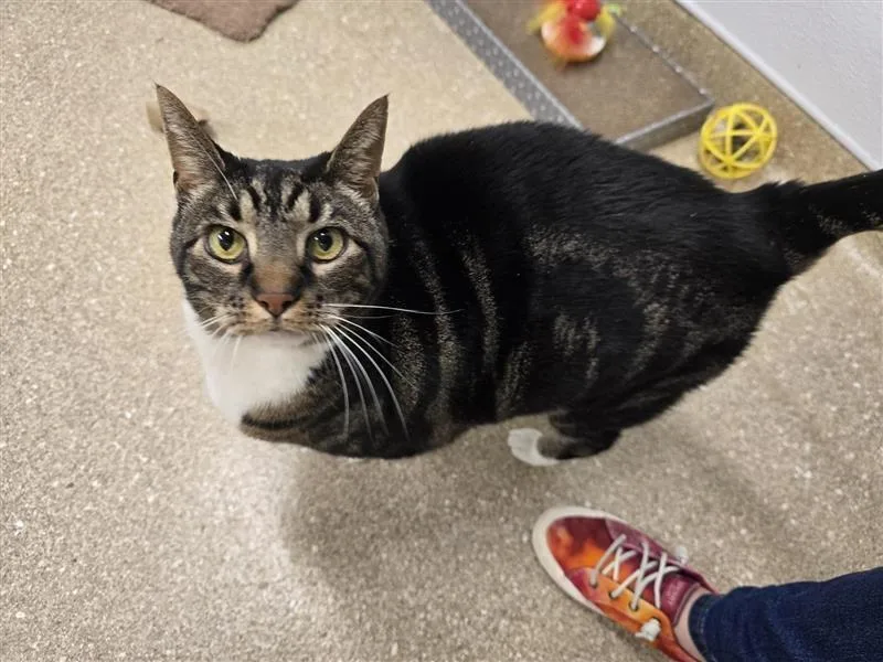 Theodore thumbnail 3