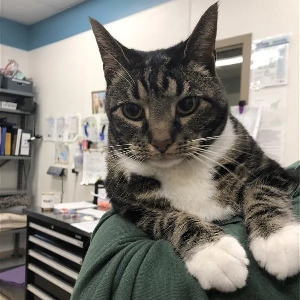 Theodore thumbnail 4