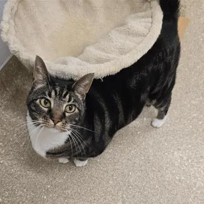 Theodore thumbnail 5