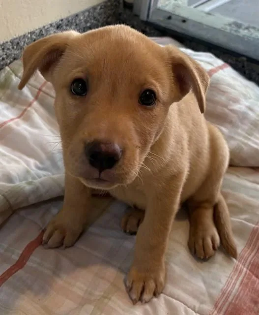 A baby medium-sized male German Shepherd Dog dog named Lionel Messi for adoption in Brewster, MA