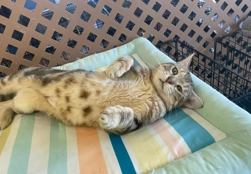 An adult medium-sized male Domestic Short Hair cat named Ezro for adoption in Evansville, IN