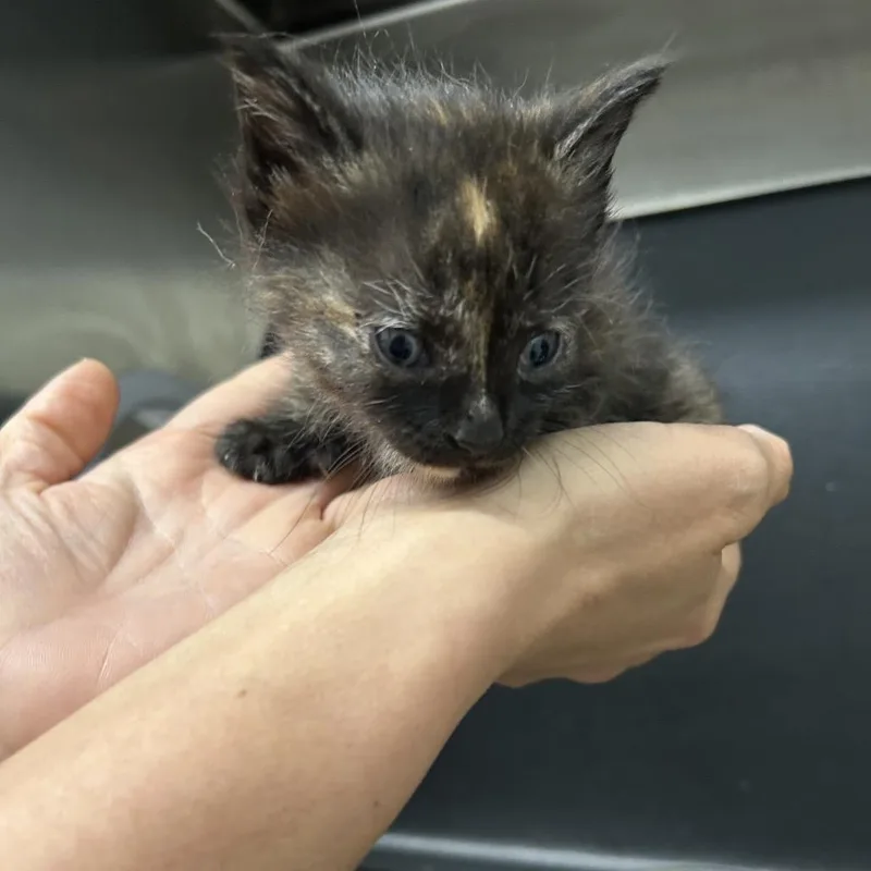 A baby small-sized female Tortoiseshell Domestic Short Hair cat named Chia for adoption in Morganton, NC