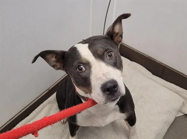 A young medium-sized female Pit Bull Terrier dog named Clara for adoption in Tucson, AZ