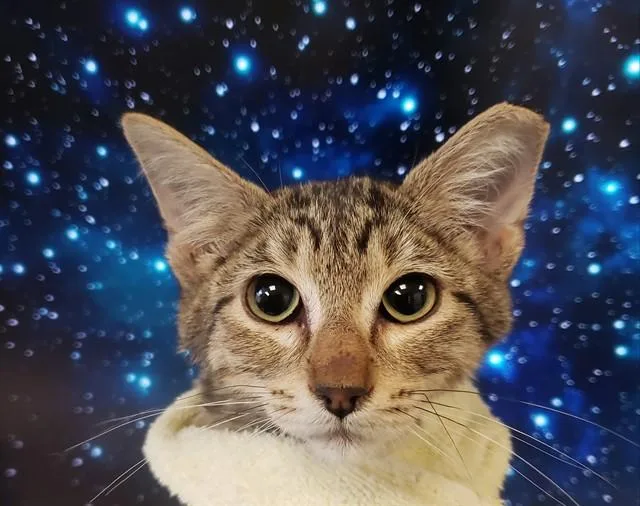 A baby small-sized female Domestic Short Hair cat named Zuri for adoption in Tucson, AZ