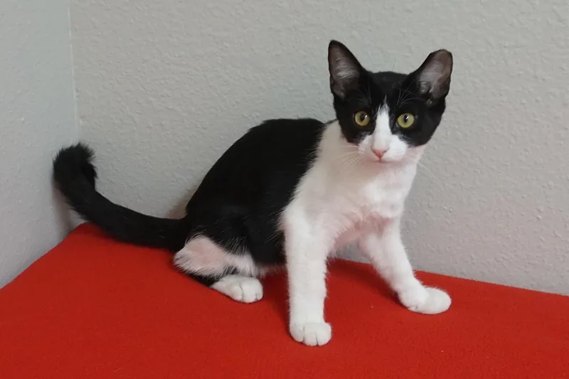 A baby small-sized male Domestic Short Hair cat named Cow for adoption in Fountain Hills, AZ