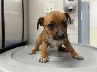 A baby small-sized female Rat Terrier dog named Dorothy for adoption in Salinas, CA