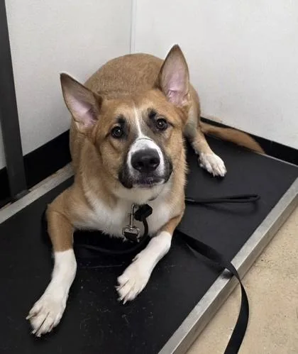 An adult large-sized male Shepherd dog named Chase for adoption in Phoenix, AZ