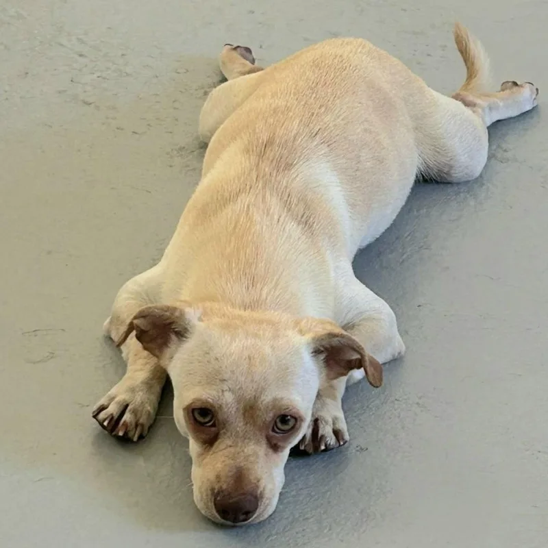 Lito "the Beach Baby thumbnail 2