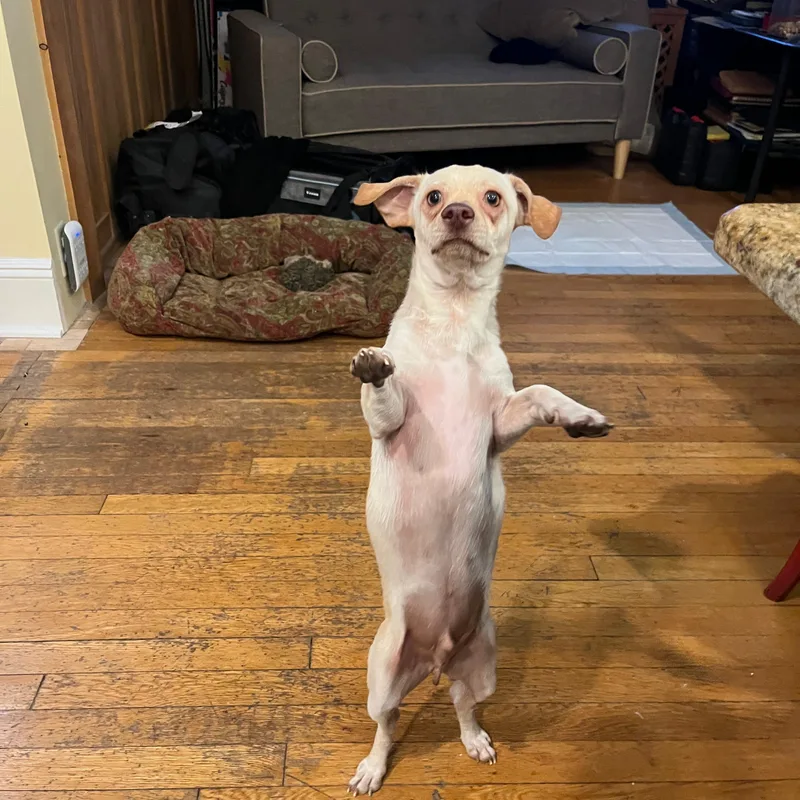 Lito "the Beach Baby