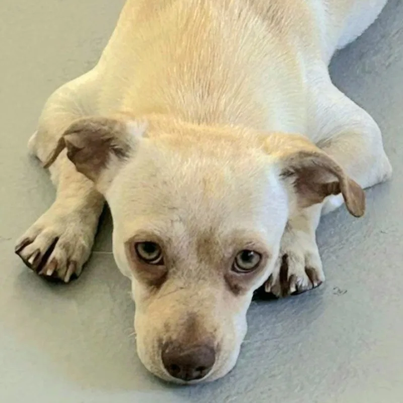 Lito "the Beach Baby thumbnail 3