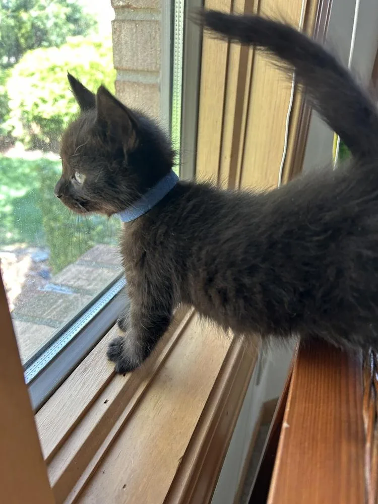 A baby medium-sized female Black Domestic Short Hair cat named Mirage for adoption in Clinton Township, MI