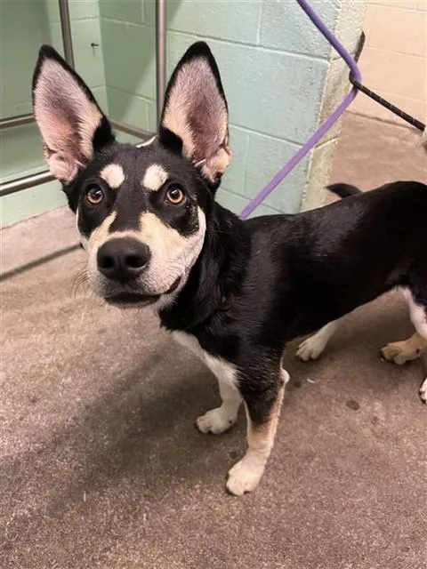 A young small-sized female Australian Cattle Dog / Blue Heeler dog named A for adoption in Sacramento, CA
