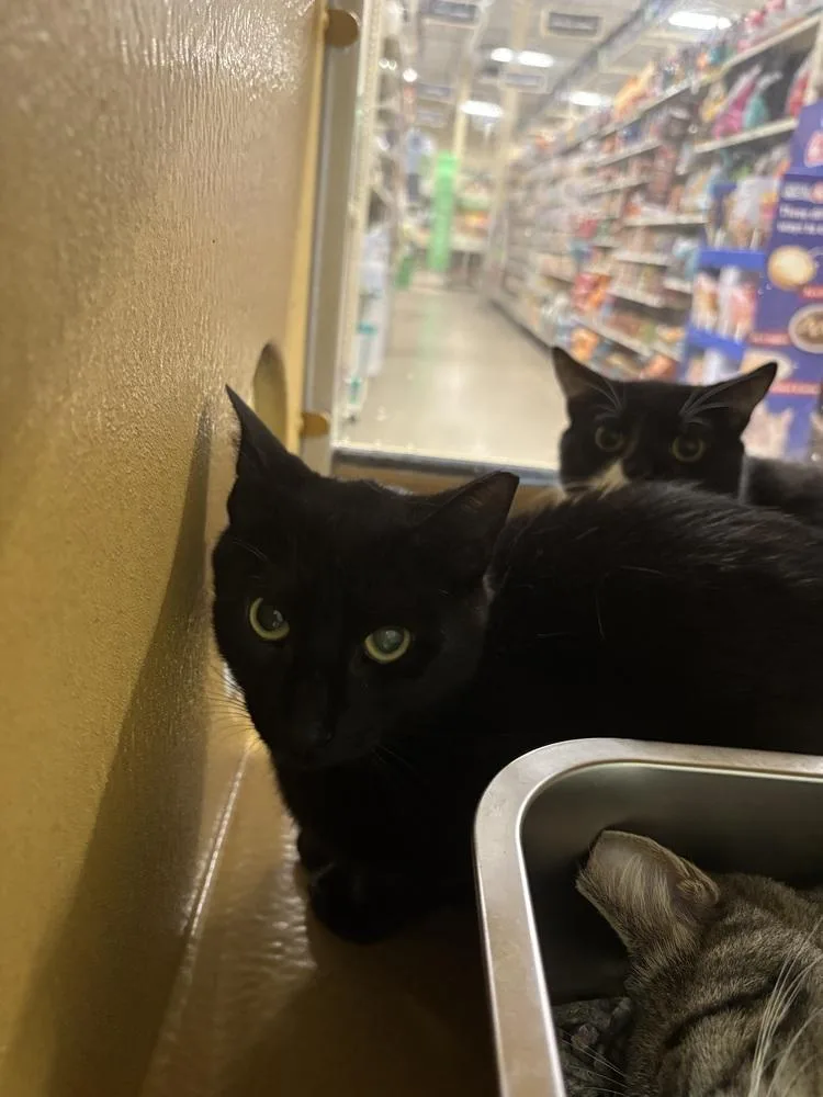 An adult medium-sized male Black & White / Tuxedo Domestic Short Hair cat named Obbi for adoption in Salisbury, NC