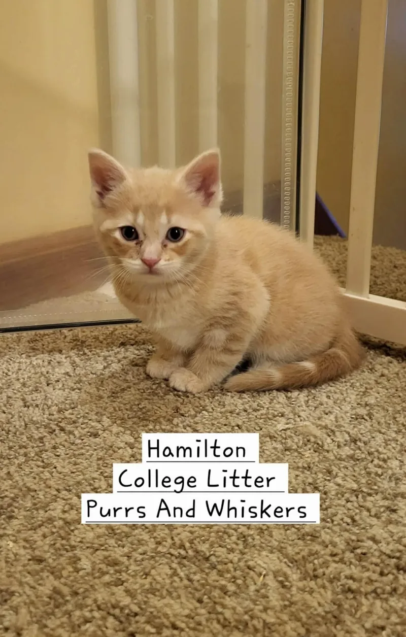A baby medium-sized male Orange / Red Domestic Short Hair cat named Hamilton for adoption in New Hartford, NY