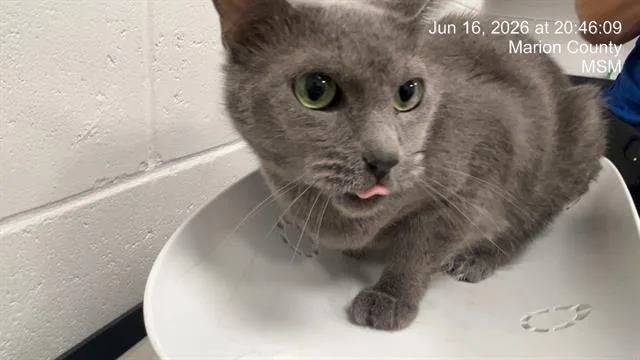 A young small-sized female Domestic Short Hair cat named Stella for adoption in Ocala, FL