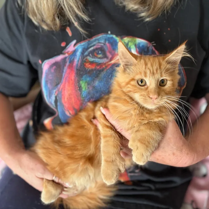 A baby medium-sized female Maine Coon cat named Dutchess for adoption in Sequatchie, TN