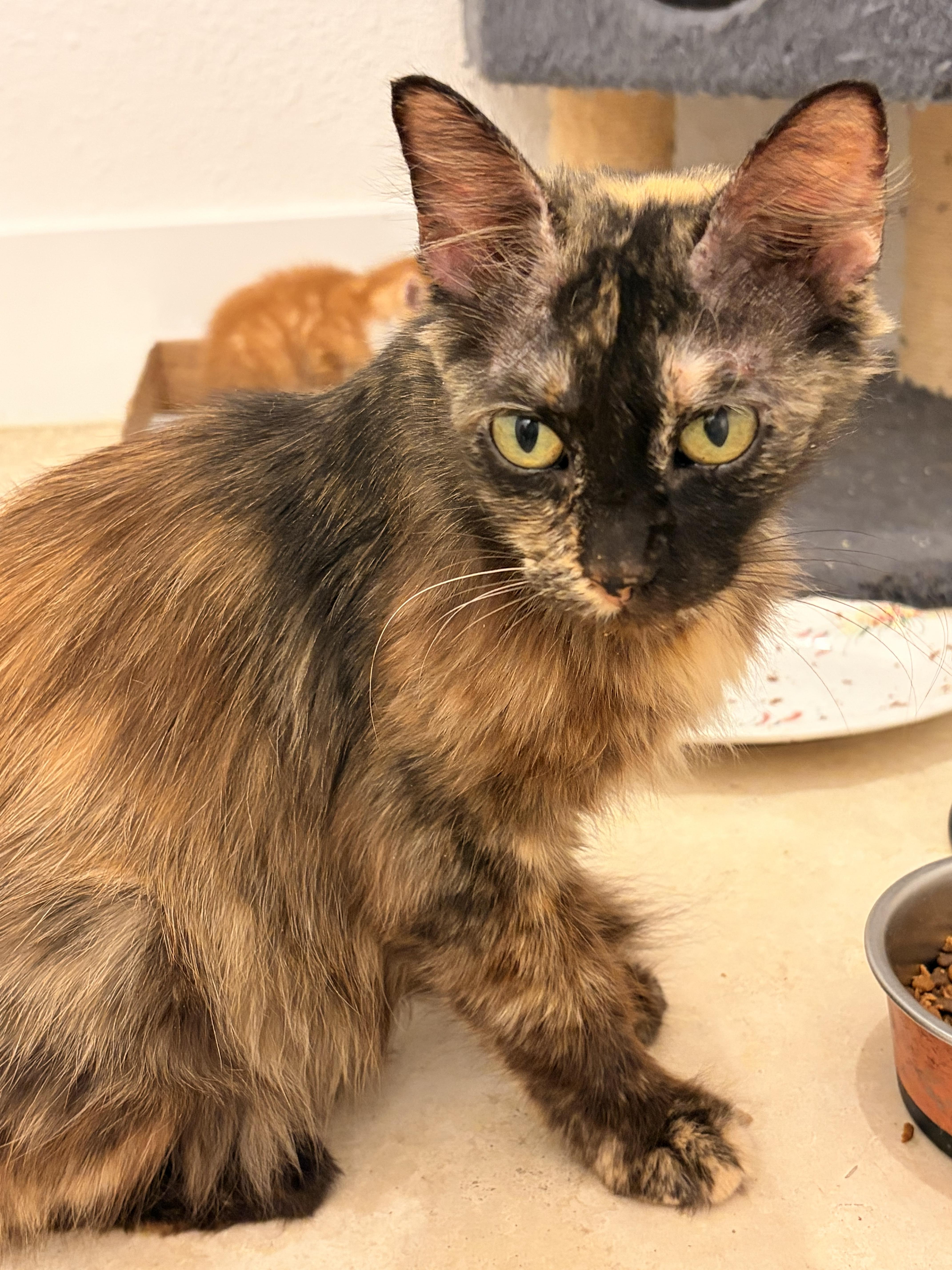 An adult medium-sized female Tortoiseshell Domestic Long Hair cat named Kimchi for adoption in Magnolia, TX
