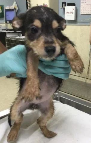 A baby small-sized male Terrier dog named Donny for adoption in Riverside, CA