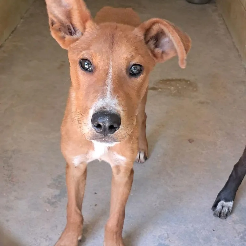 A baby medium-sized male Yellow / Tan / Blond / Fawn Mixed Breed dog named Aristotle for adoption in Valley, AL