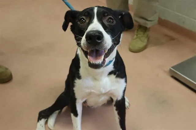 An adult medium-sized female Mixed Breed dog named Lucy for adoption in Columbia, SC
