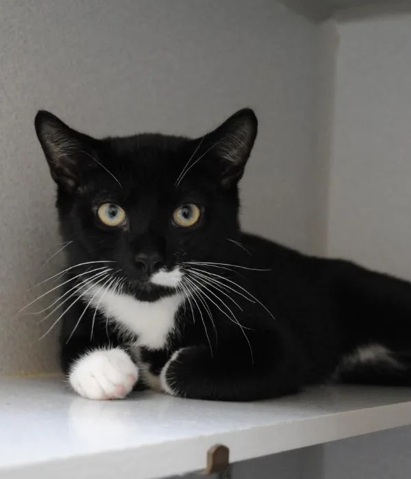 A young medium-sized male Black & White / Tuxedo Domestic Short Hair cat named Galileo for adoption in Marietta, GA