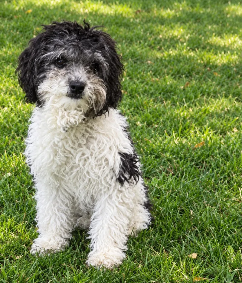 A baby small-sized female Miniature Poodle dog named Sacha for adoption in Longmont, CO